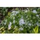 Floks szydlasty 'Maischnee'